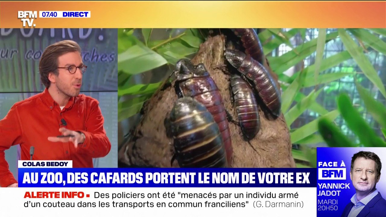 Au Royaume-Uni, un zoo propose de baptiser des cafards du nom de vos ex