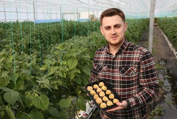 ALTIN ÇİLEĞİN FİYATI DA ALTIN GİBİ