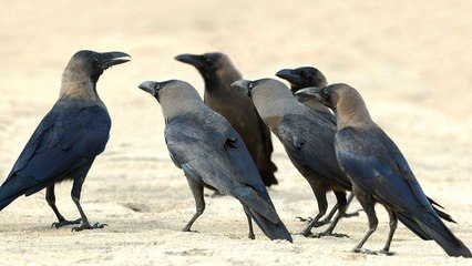 الغربان تنظف شوارع السويد!