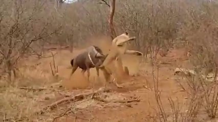 35 Times Animals Messed With Wrong Opponents