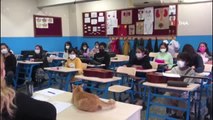 Sakin Şehir Köyceğiz'de kedi 