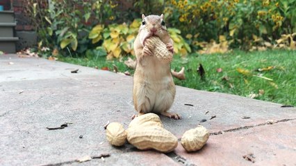 ''Abracadabra' persistent chipmunk tries to fit a whole peanut in her mouth '