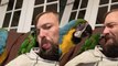 'Man makes fart noises with pet macaws *Try Not to Laugh* '