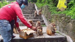 feeding hungry monkey _ feeding biscuits and pineapple to the wild monkey _ feed_Full-HD