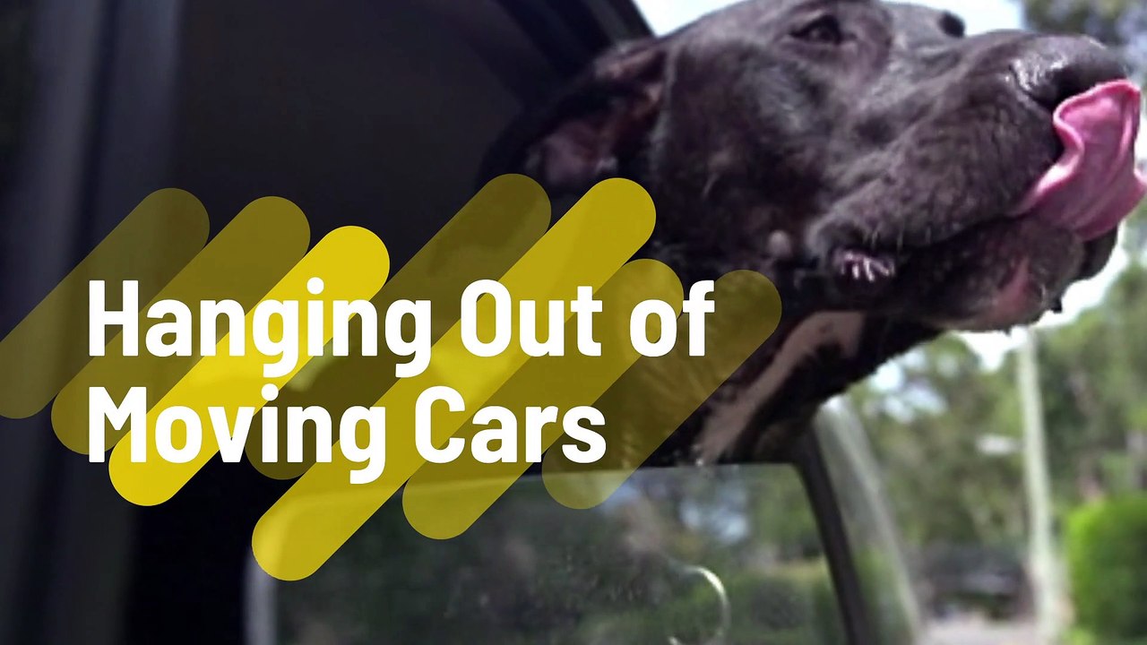 Dogs Do Weird Things, But Why Do They Do It?