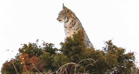 Nesli tükenme tehlikesi altındaki vaşak görüntülendi