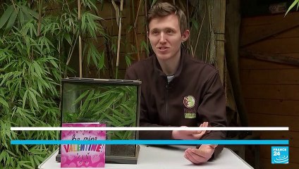 Ex-lovers take revenge with Valentine's Day name-a-cockroach scheme