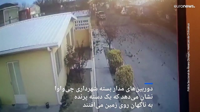 تصاویری تکان‌دهنده از مرگ دسته جمعی و عجیب پرندگان در مکزیک