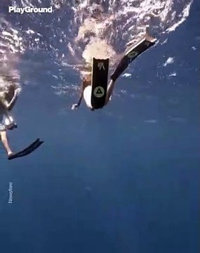 Buzos se encuentran con una ballena bebé