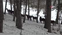 Bolu'da yılkı atlarına yem bırakıldı