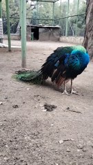 Peacock  Bird Video By Kingdom of Awais