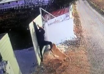 Köpeğin ısırdığı öğretmen demir kapı ve duvara tırmandı; o anlar kamerada