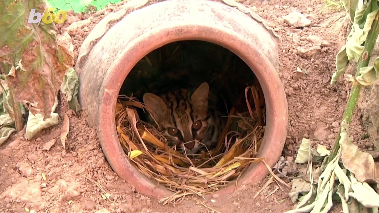 Leopard Cats Released Back Into the Wild