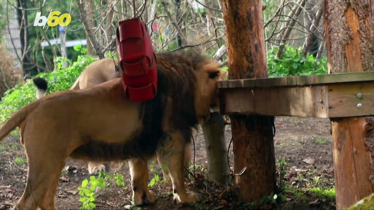 A Roar-Some Valentine’s Surprise for These Endangered Lions