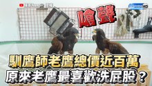 馴鷹師老鷹總價近百萬 原來老鷹最喜歡洗屁股？
