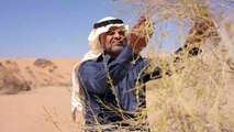 Saudi Arabia turns to drought-surviving saxaul tree for climate defence