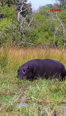 ¿Cómo Pablo Escobar destruyó la biodiversidad de Colombia?