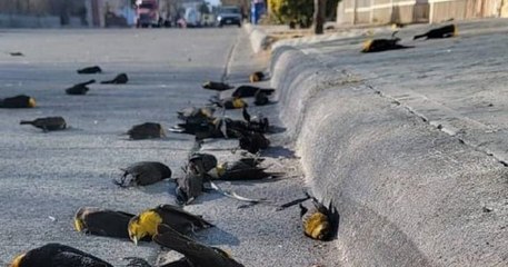 À Mexico, une pluie d’oiseaux morts s’est mystérieusement abattue dans les rues