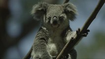 Los koalas son designados como especies en peligro de extinción en medio de una dramática