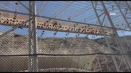 Bolluk ve bereketin sembolü kelaynaklar sevgililer gününde gökyüzüne salındı