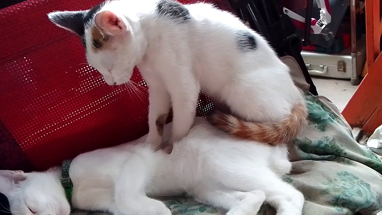 Purring Pal Gets Paws On