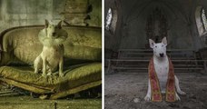 Cette photographe immortalise sa chienne dans des lieux abandonnés, les clichés valent le détour