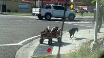 Dog Mom Pulls her Babies in a Wagon