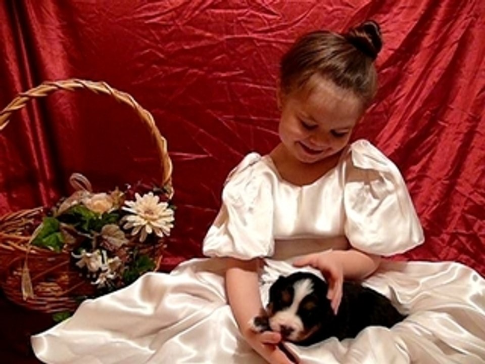 5 mars chiots R & S et notre petite www.lesbernois.com