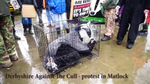 Derbyshire Against The Cull -protest in Matlock