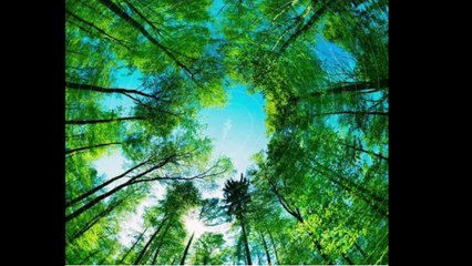 Back Woods Boogie Dr. Robert Ownby