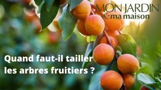 Quand faut-il tailler les arbres fruitiers ?