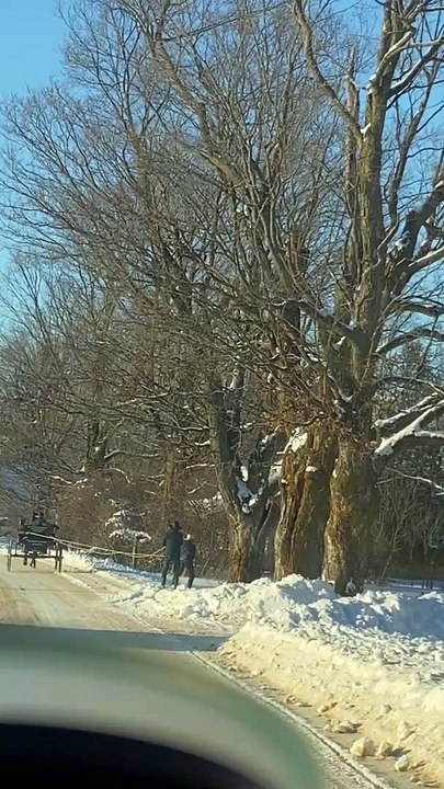 Horse Pulls Skiers Down the Street