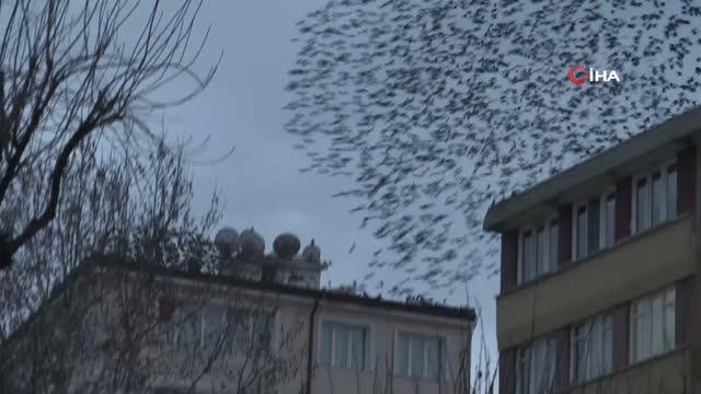 Sığırcık kuşlarından her gün aynı saatte gökyüzünde müthiş koreografi