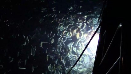 Anglers Attracting Squid for Bait