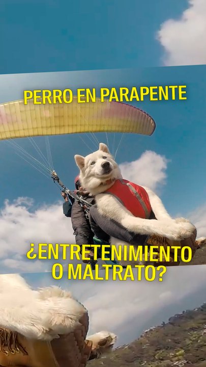 Perro en parapente