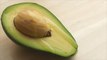 Avocado Imports Suspended By United States Officials