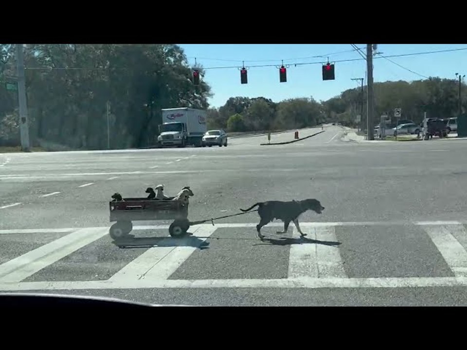 Dog Mom Pulls her Babies in a Wagon