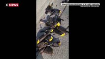Mexique : Des centaines d'oiseaux meurent mystérieusement en même temps