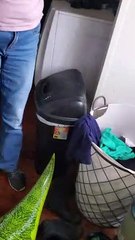 Husky Doesn't Want to Get Out of the Dryer