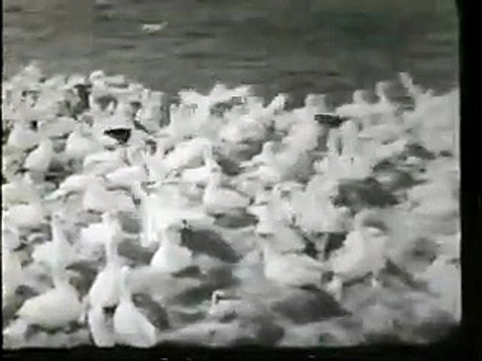 The Private Life of Gannets