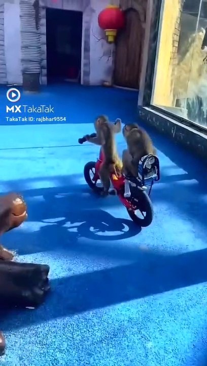 Monkey video