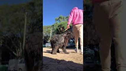 Dog Hasn't Quite Figured Out Fetch