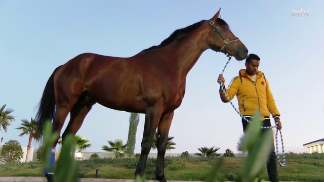 عدسة صدى الملاعب تزور إسطبلات الأمير سعود بن سلمان بن عبد العزيز واستعراض لجانب من خيوله وجوائزه في هذا التقرير