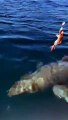 Great white shark circles boat at Forster