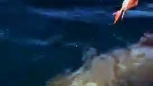 Great white shark circles boat at Forster
