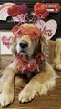 Dog Gets Dressed in Multiple Lovey Dovey Attires For Valentines Day