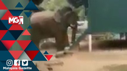 Pagar elektrik rosak punca gajah masuk Kem Sri Banding