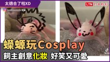 蠑螈玩Cosplay！飼主幽默幫牠上妝 怎麼畫都超適合