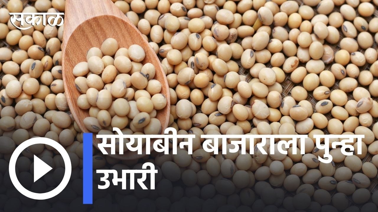 Soyabean | सोयाबीन बाजाराला पुन्हा उभारी | Sakal |