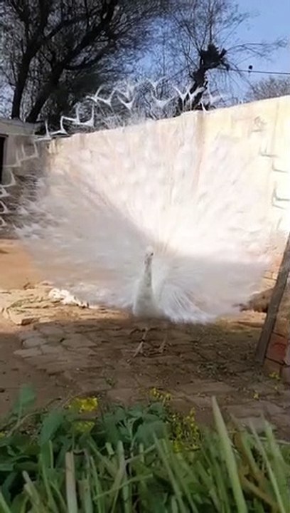 Beautiful White Peacock Pet Video By Make By Kingdom Of Awais
